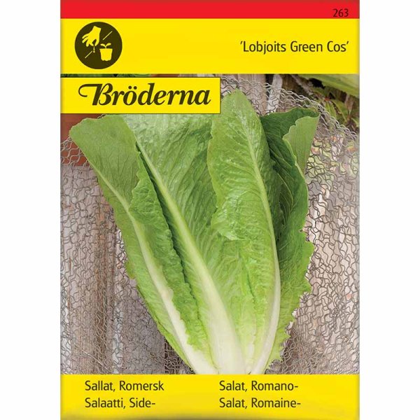 Romaine-salaatti 'Lobjoits Green Cos'