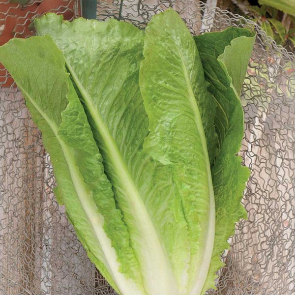 Romaine-salaatti 'Lobjoits Green Cos'