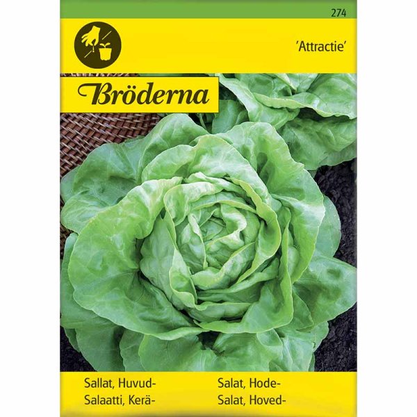 Keräsalaatti 'Attractie'