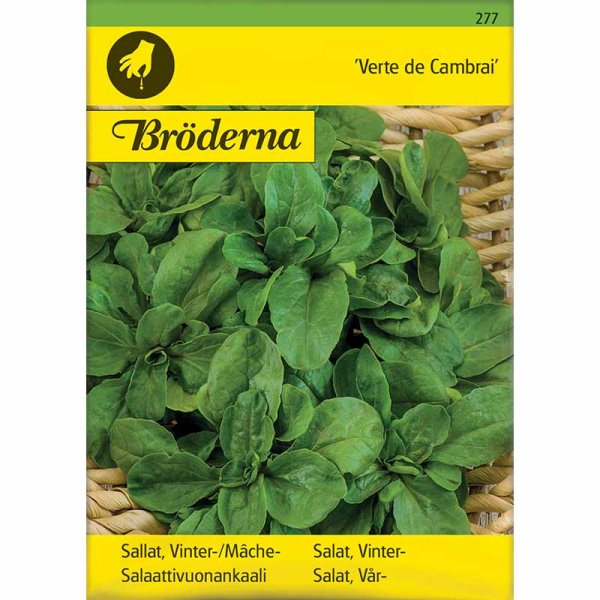 Vuonankaali 'Vert de Cambrai'