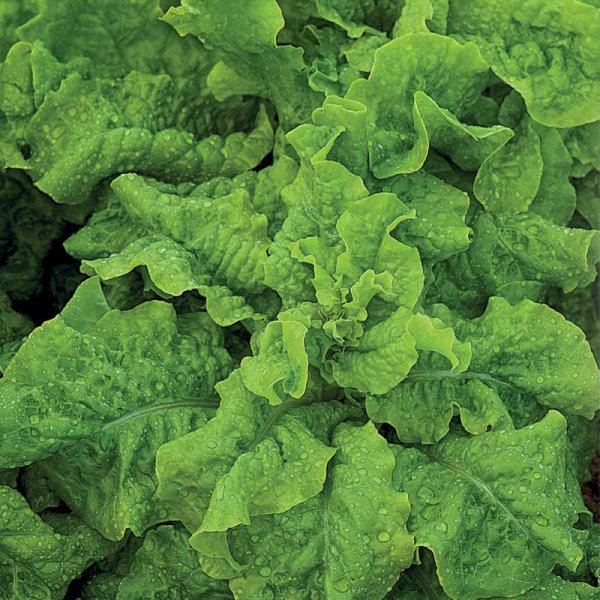 Vuonankaali 'Vert de Cambrai'