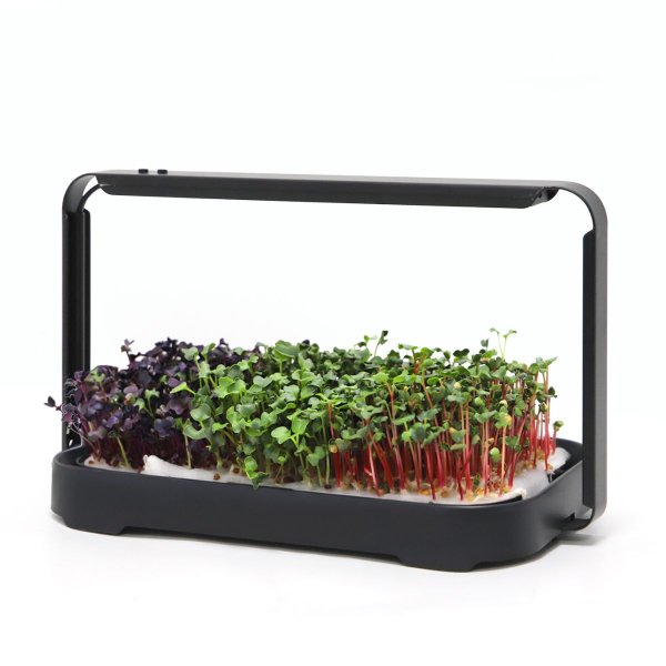 Zoomaa kuva kohteesta Urban Root Grove Black