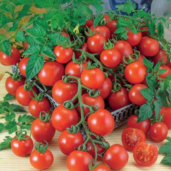 Kirsikkatomaatti 'Gardener´s Delight'