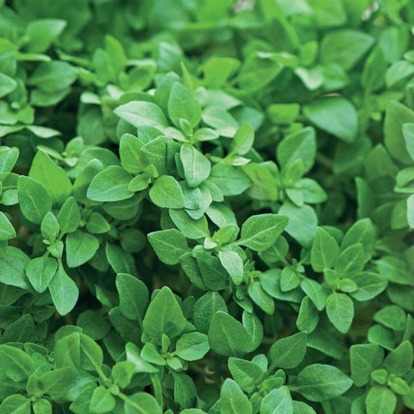 Basilika 'Balkon star'