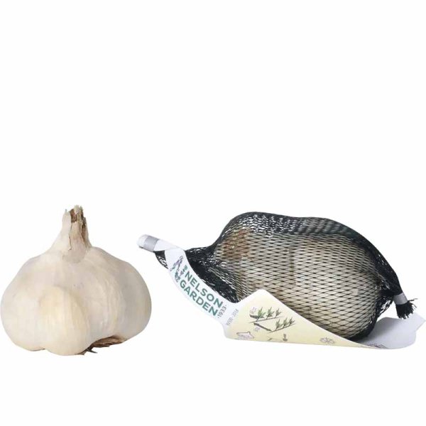 Valkosipuli 'Thermidrome'