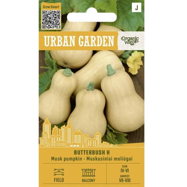 Kurpitsa ’Butterbush H’