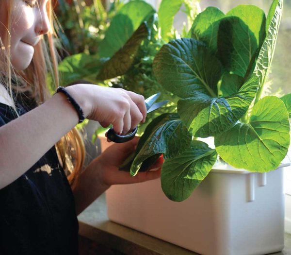 Hydroponinen järjestelmä Harvy 3 valkoinen