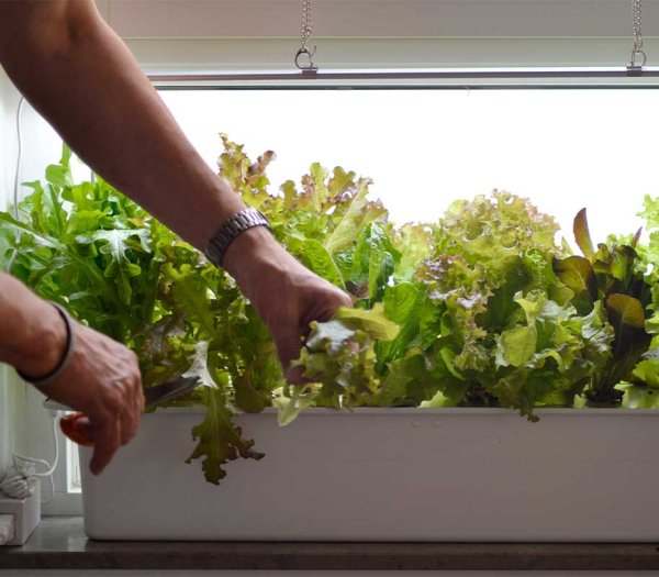 Hydroponinen järjestelmä Harvy 6 valkoinen