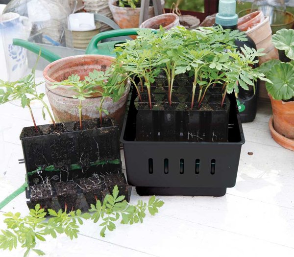 Minikasvihuone Rootmaster musta