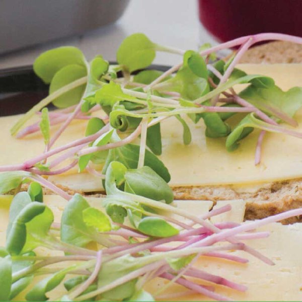 Mikrovihreä Retikka 'Sangria'