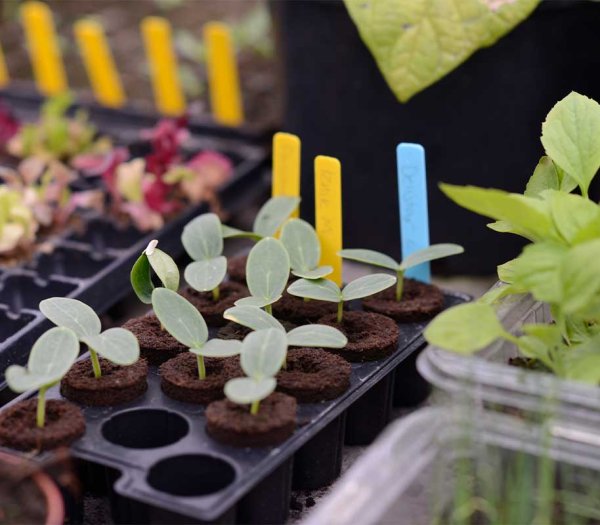 Taimilaput kynällä, 40 kpl