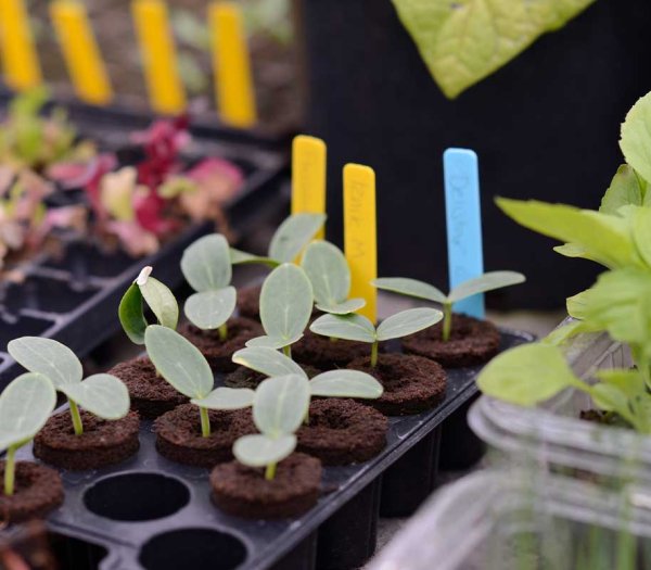 Värilliset taimilaput, 40 kpl