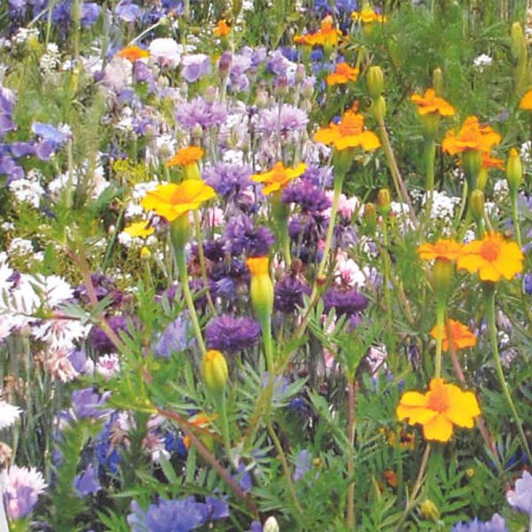 Flowers f ör nyttoinsekter