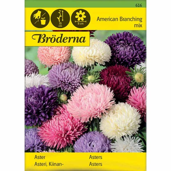 Amerikkalainen pensaspäivänkakkara