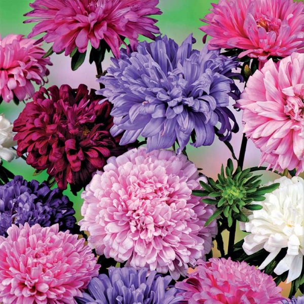 Kääpiöasterisekoitus