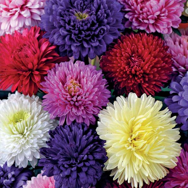 Kaksoisasterisekoitus Luomu