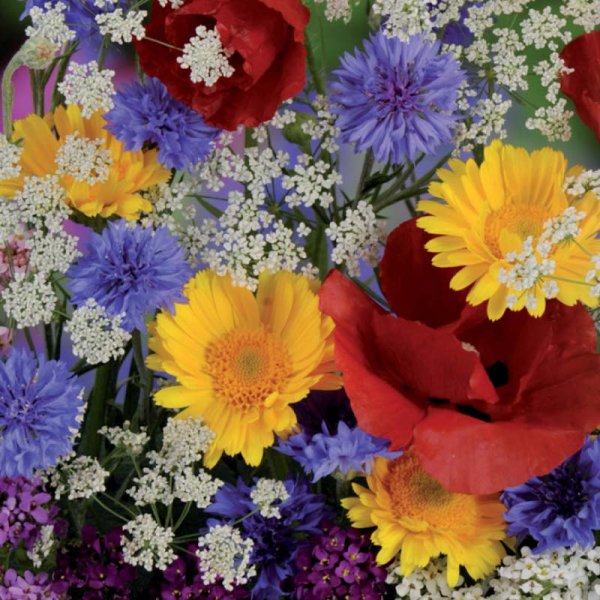 Kesäkukkasekoitus 'Nelson Mixture'