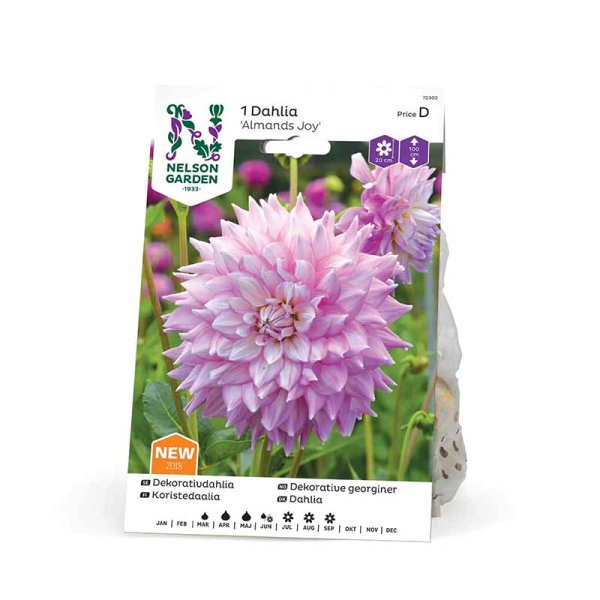 Koristeellinen daalia 'Almands Joy'