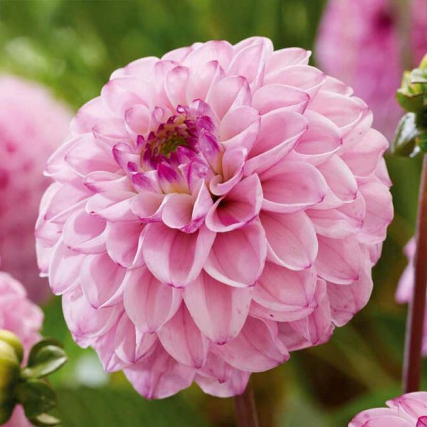 Koristedaalia 'Sweet Love'