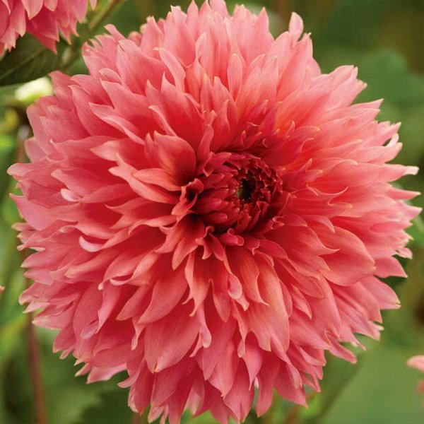 Koristeellinen daalia 'Orange Fubuki'