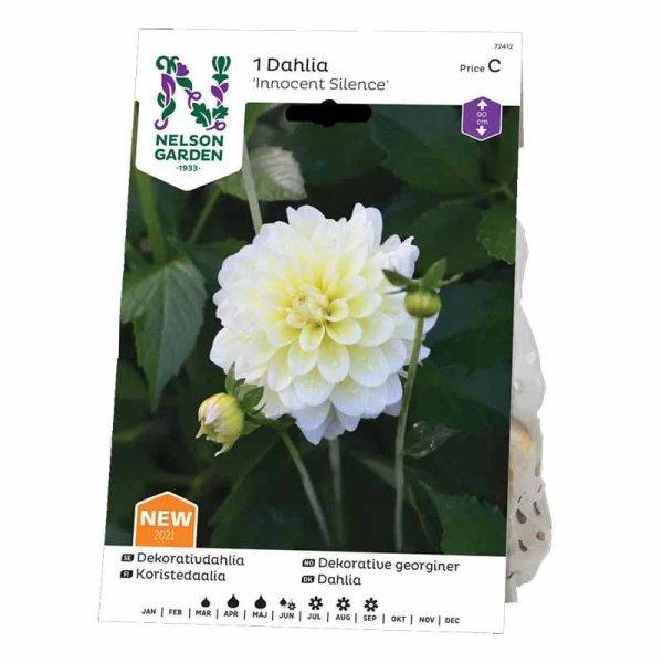 Koristeellinen daalia 'Innocent Silence'