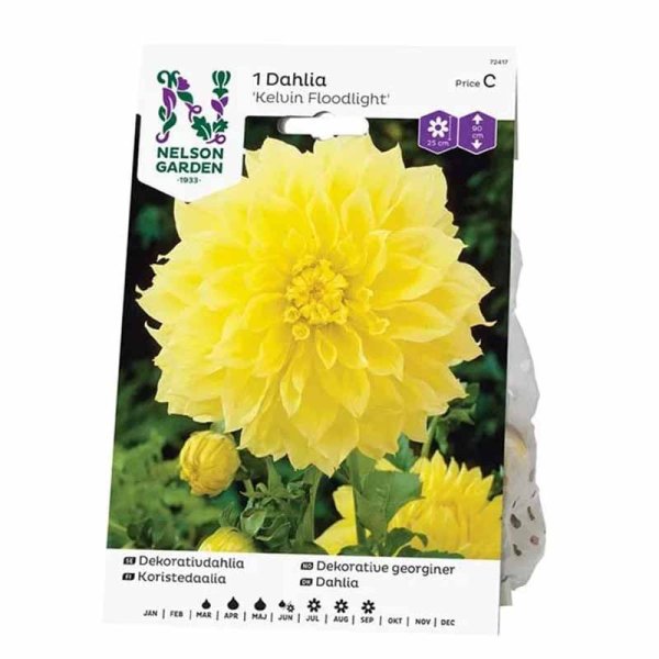 Koristeellinen daalia 'Kelvin Floodlight'