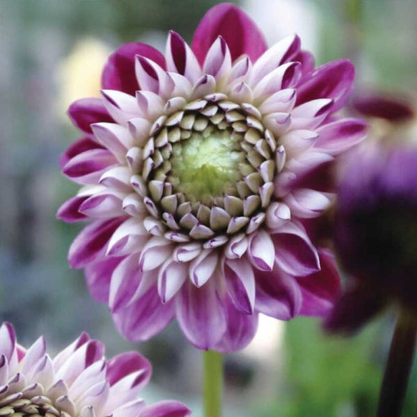 Pallodaalia 'Embassy'