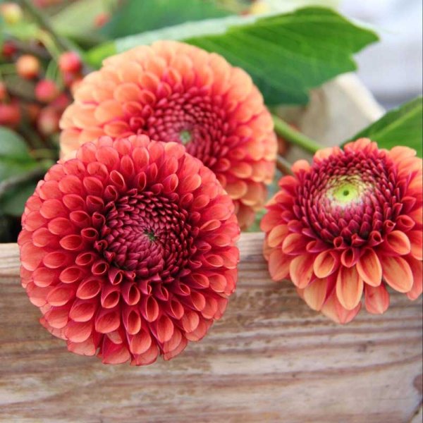 Pompomdaalia 'Copperboy'