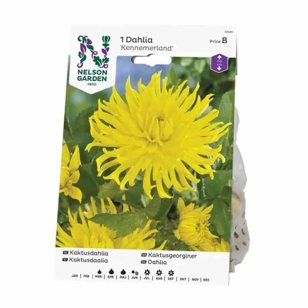 Kaktusdaalia 'Kennemerland'