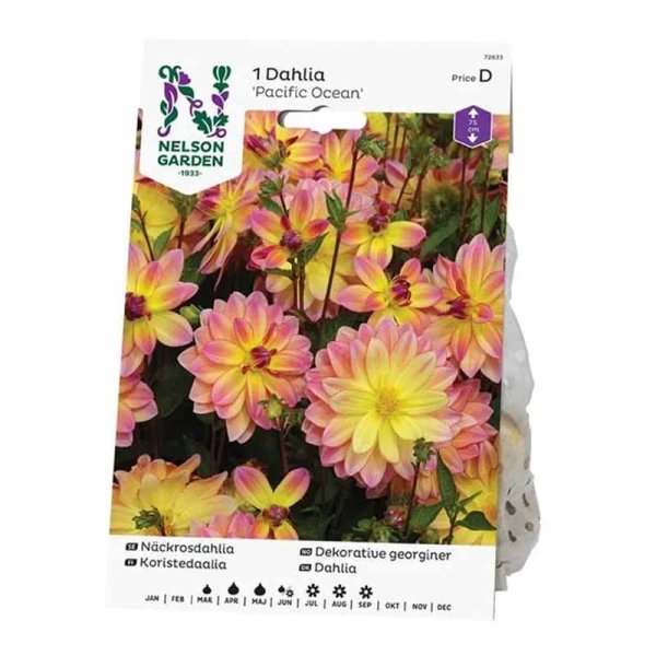 Lumpeenkukkadaalia 'Pacific Ocean'