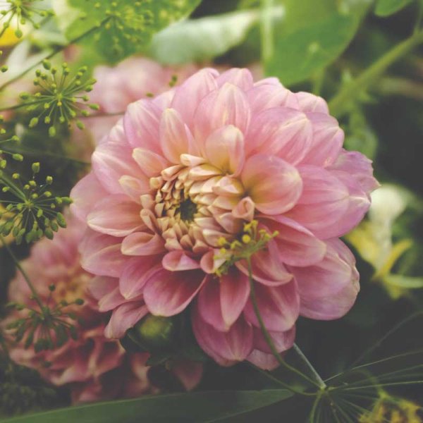 Lumpeenkukkainen daalia 'Pink Magic'