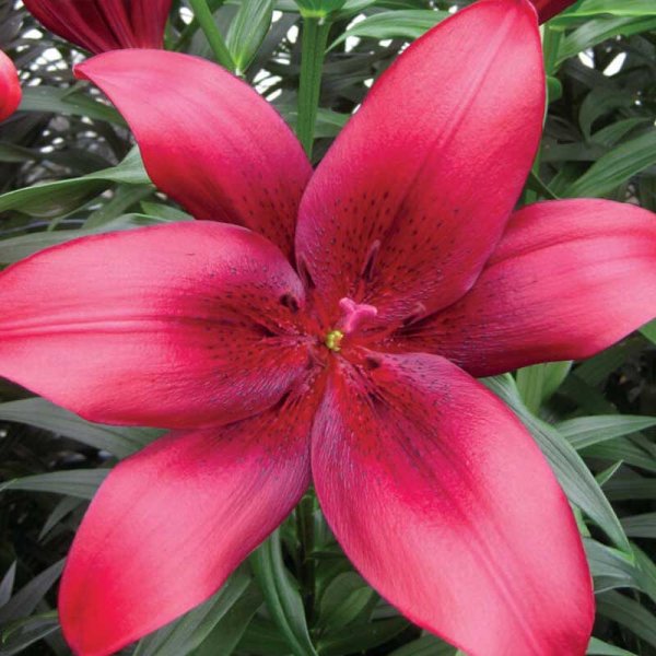 Aasialainen lilja 'Timoko'