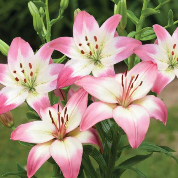 Aasialainen lilja 'Levi'