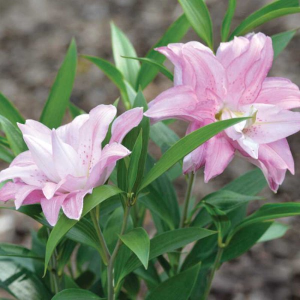 Idänlilja 'Lotus Queen'