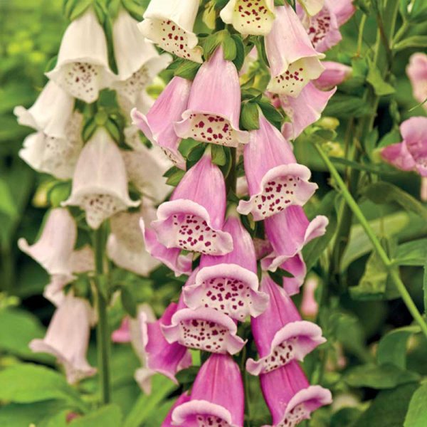 Sormustinkukka sekoitus