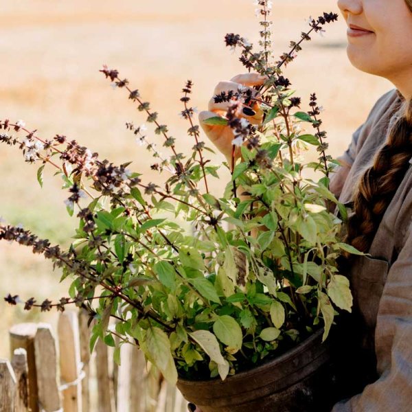 Kanelibasilika Organic