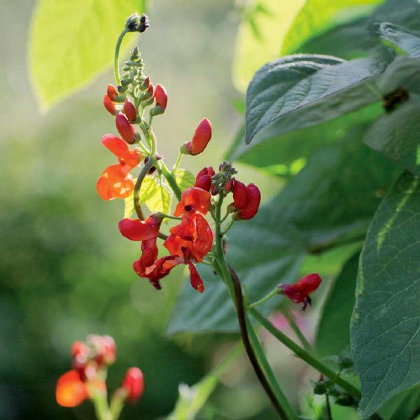 Runner Bean 'Lady Di' Organic