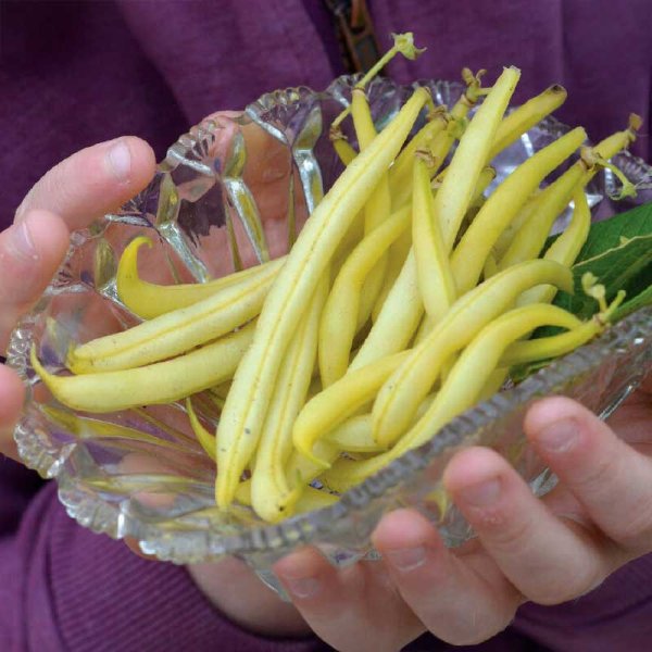 Vahapapu 'Dior' luomu