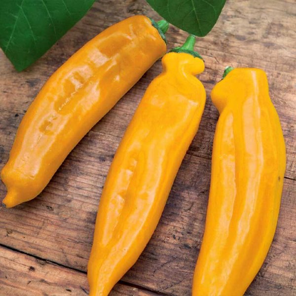 Pointed Pepper 'Zazu' Organic