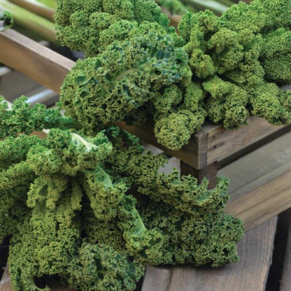 Lehtikaali 'Westlandse Winter' Organic