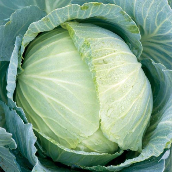 Valkokaali 'Copenhagen Market 2'