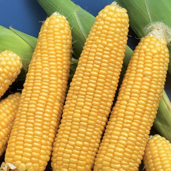 Makea maissi 'Tasty Sweet' F1