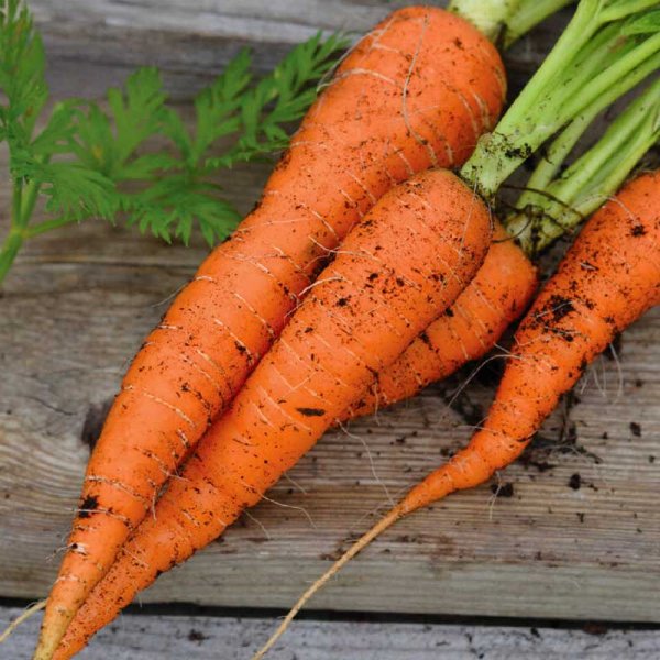 Talviporkkana 'Flakkée 2' Luomu