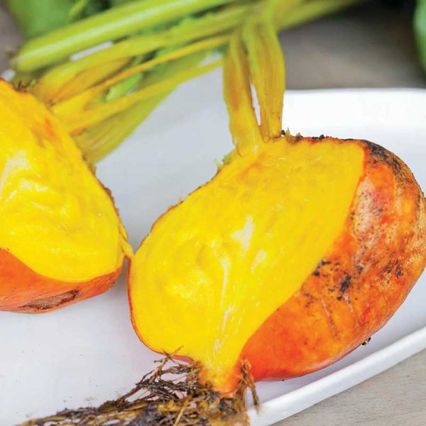 Punajuuri 'Burpees Golden'