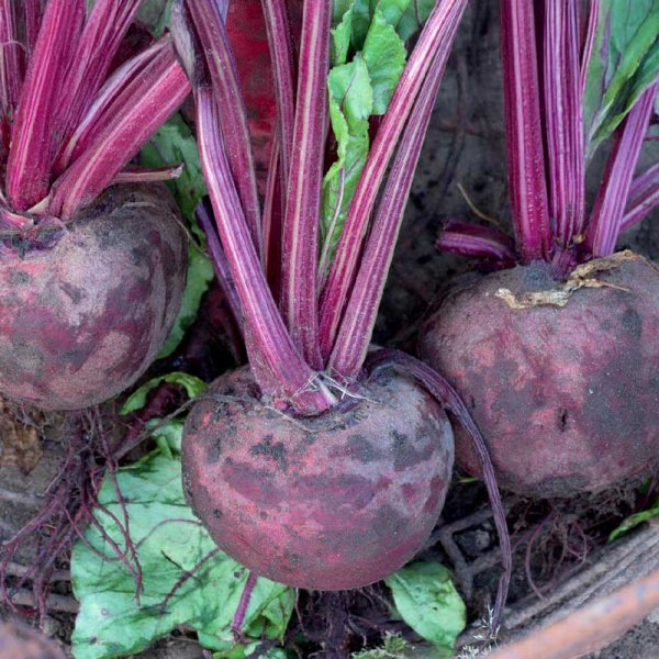 Punajuuri 'Detroit 2' Luomu