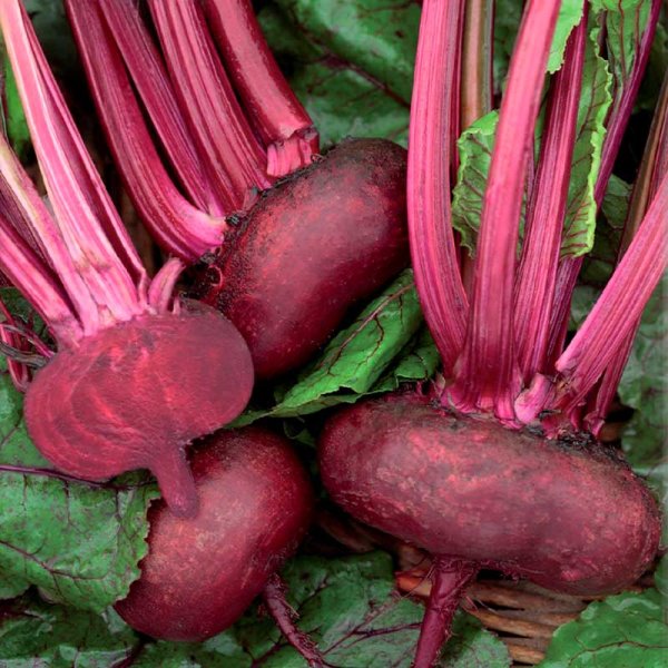 Punajuuri 'D' Egypte'