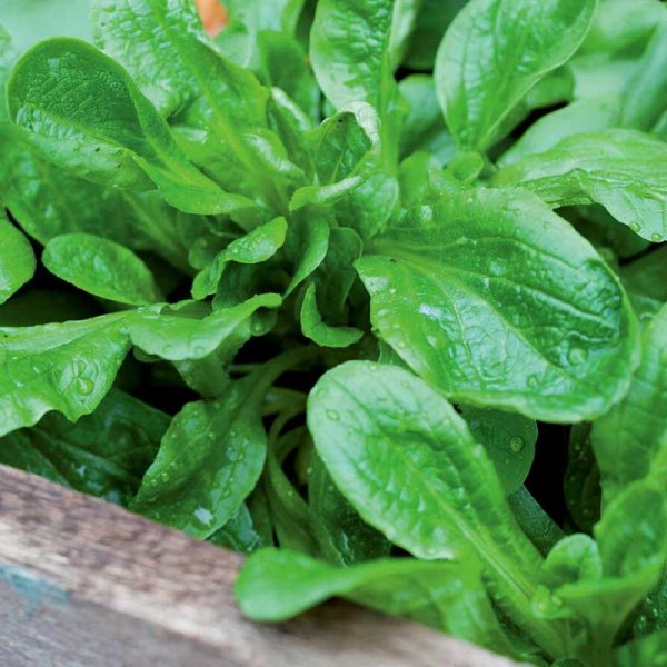 Machesalaatti valkoinen