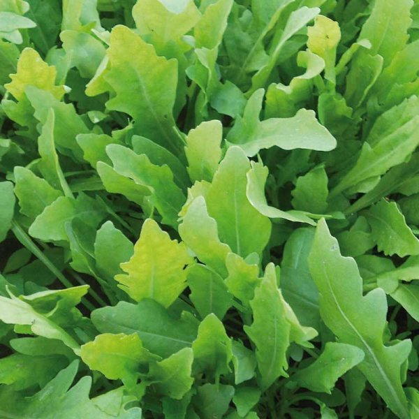 Rucola / Villirucola 'Wildfire'