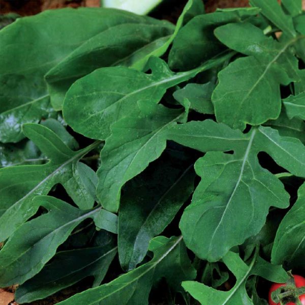 Rucola / Sinappikaali