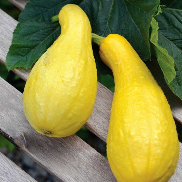 Kesäkurpitsa 'Pic n Pic'